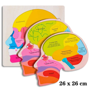 Smyles Puzzle corps humain Montessori