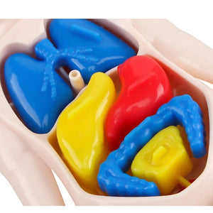 Smyles Squelette Montessori