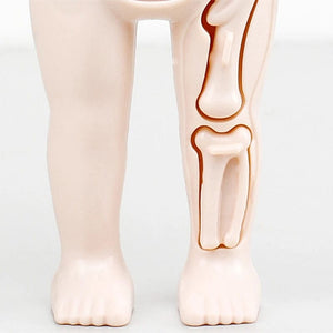 Smyles Squelette Montessori