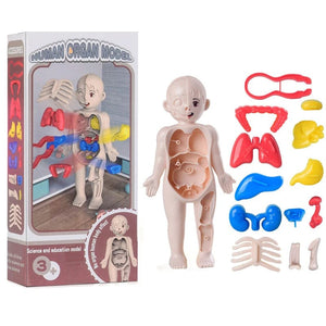 Smyles Squelette Montessori